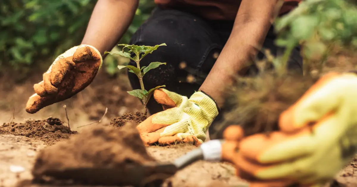 Plantes d'extérieur